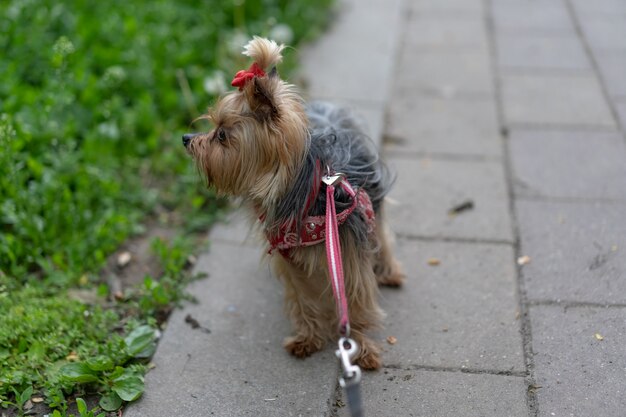 Yorkshire Terrier en laisse pour une promenade