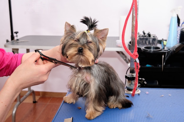 Un Yorkshire terrier lors d'une coupe de cheveux dans un salon d'animaux.