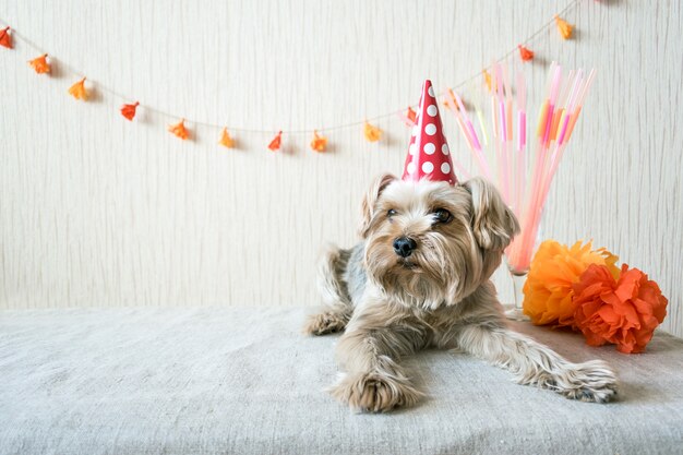 Yorkshire Terrier mignon et drôle