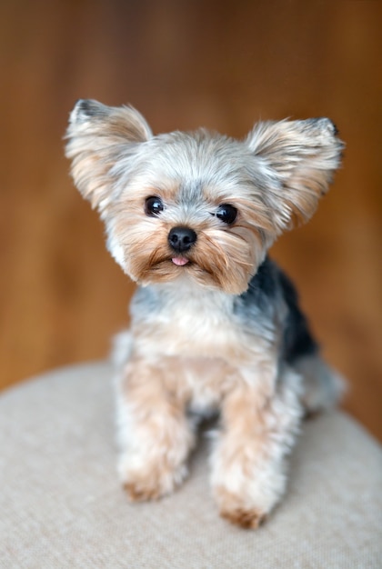 Yorkshire Terrier mini 1 an avec une couleur crème beige clair, les cheveux courts se trouve et a l'air mignon dans le cadre avec une langue rose qui sort