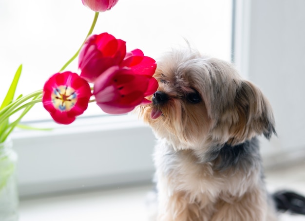 Photo yorkshire terrier mini avec une coupe de cheveux amusante et une langue saillante renifle des fleurs sur la fenêtre