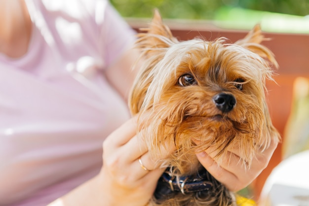 Yorkshire Terrier sur la nature