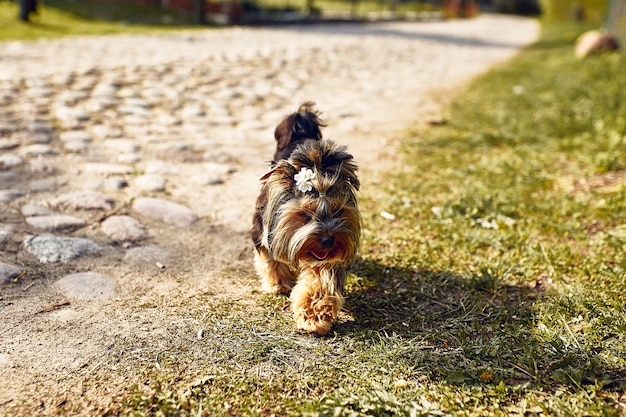 Yorkshire Terrier. Petit chien mignon sur une promenade dans la rue. Fond clair avec bokeh