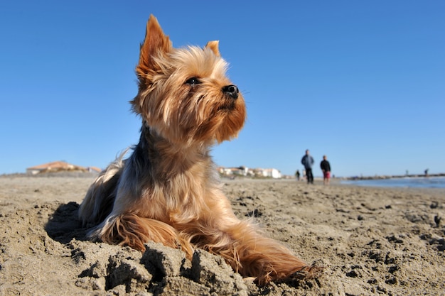 Yorkshire terrier sur une plage