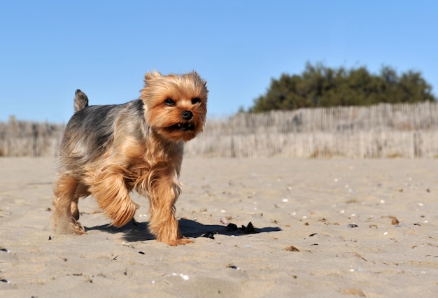 Yorkshire terrier sur une plage