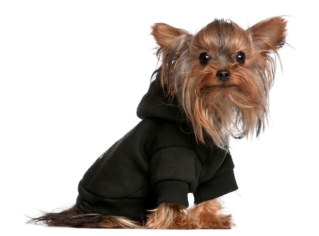 Yorkshire Terrier portant un sweat à capuche noir, 1 an,