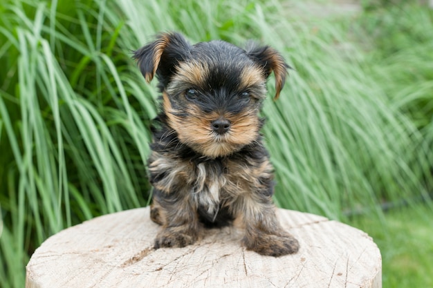 Yorkshire terrier posant dans la nature