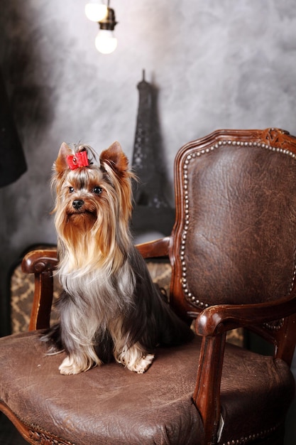 Yorkshire Terrier posant pour le portrait