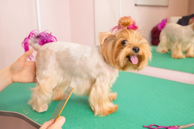 Yorkshire terrier se fait couper les cheveux chez le toiletteur.