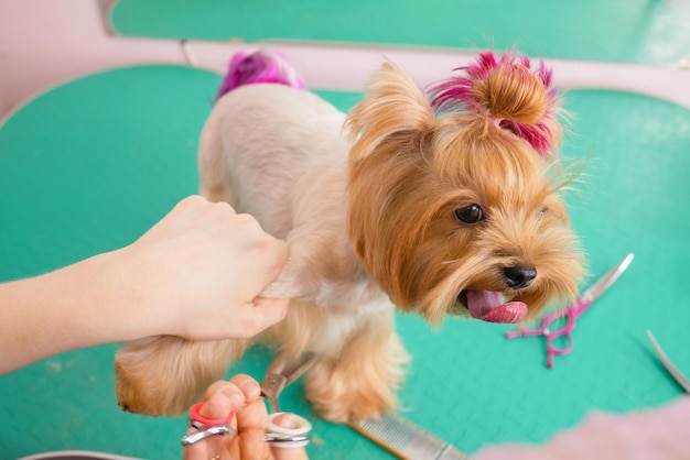 Yorkshire terrier se fait couper les cheveux chez le toiletteur.