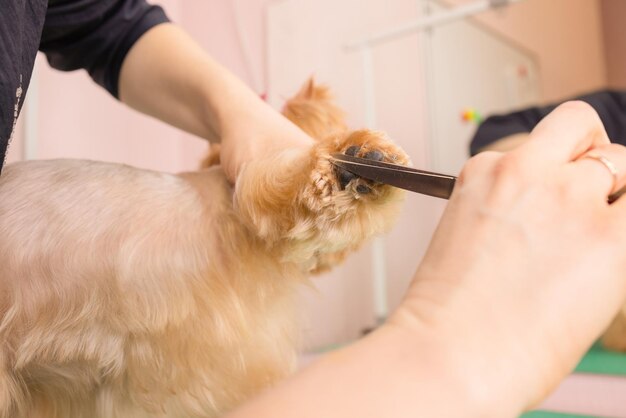 Yorkshire terrier se fait couper les cheveux chez le toiletteur.