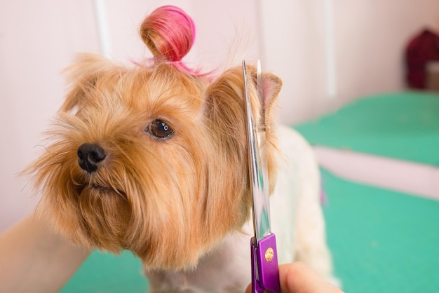 Yorkshire terrier se fait couper les cheveux chez le toiletteur.