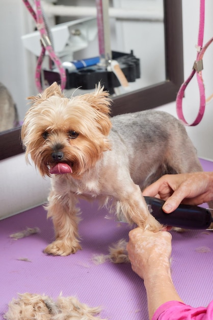 Photo le yorkshire terrier se trouve sur la table de toilettage dans le salon du zoo avec une belle coupe de cheveux pour chaque