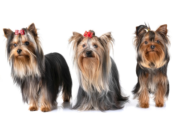 yorkshire terrier en studio