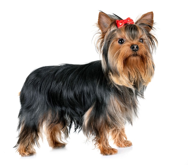 Yorkshire Terrier en studio