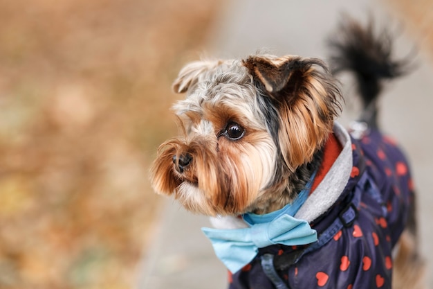 Le Yorkshire Terrier vêtu de vêtements d'automne avec un arc bleu regarde attentivement vers l'avenir