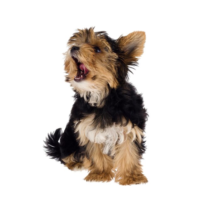 Photo yorkshire terrier