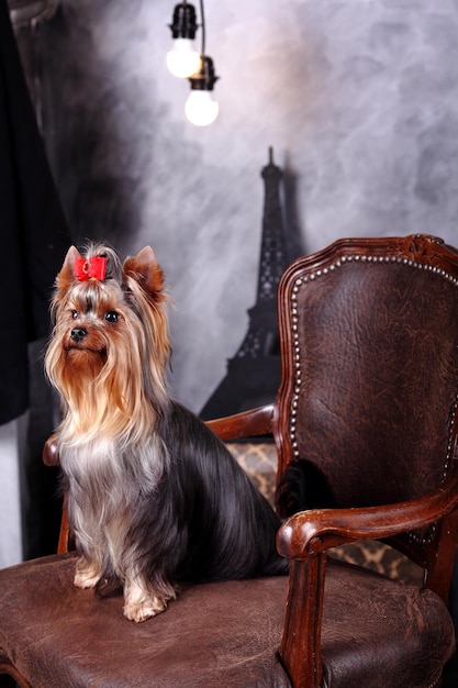 Yorkshire terrier