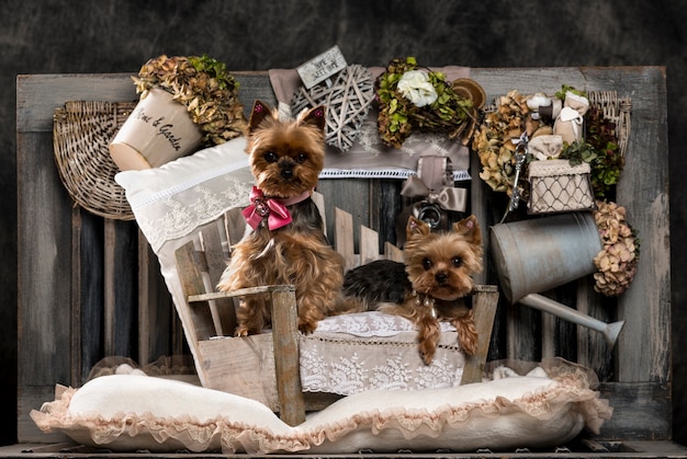 Photo yorkshire terriers devant un mur rustique