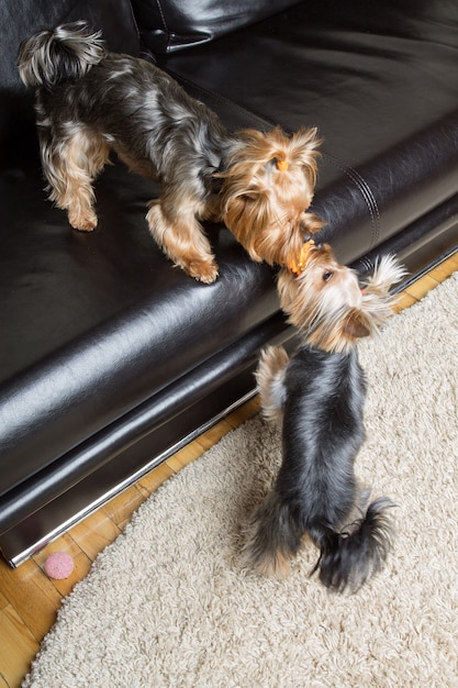 Yorkshire Terriers Jouent Avec Un Jouet Dans La Chambre