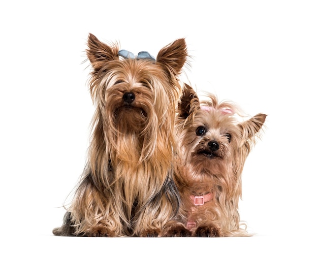 Yorkshire terriers portant des arcs assis sur fond blanc