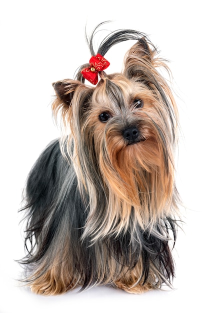 Young Yorkshire Terrier