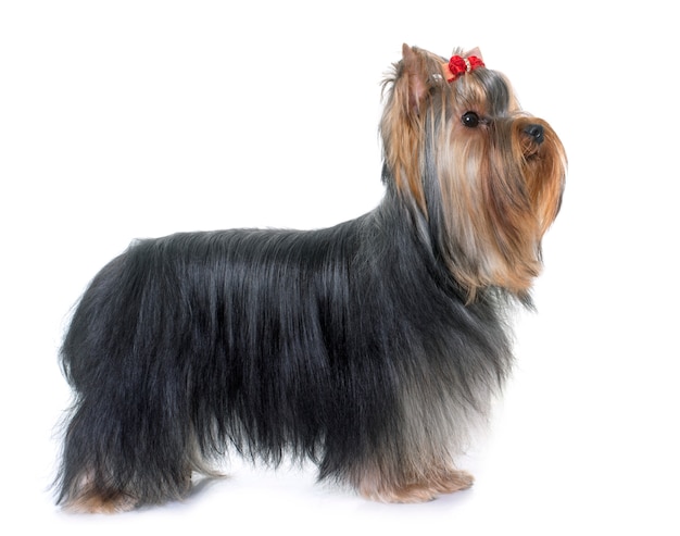 Young Yorkshire Terrier