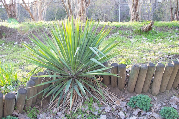 Yucca filamentosa avec de nouvelles pousses au printemps