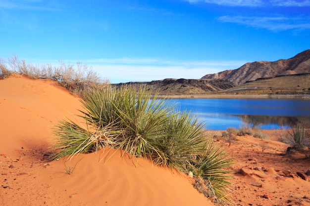 Yucca et sable à Gunlock State Park, Utah