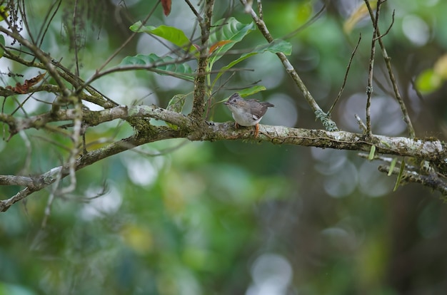 Yuhina striée (Staphida castaniceps)