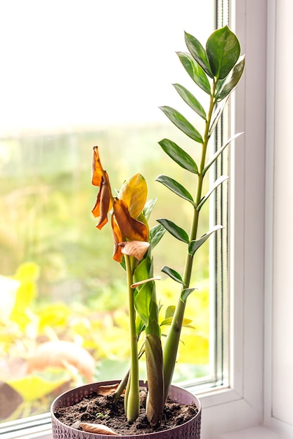 Zamioculcas jaunit et sèche Problèmes de plantes d'intérieur Mauvais entretien