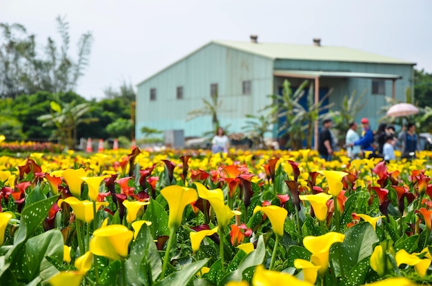 Zantedeschia aethiopica jaune ou Calla Lily dans le jardin