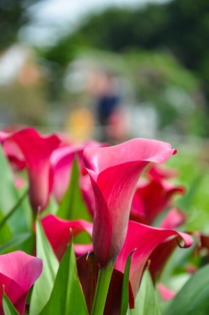 Zantedeschia aethiopica rouge ou Calla Lily dans le jardin