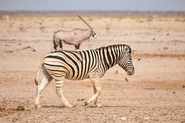 Zebra dans le parc national d'Etosha en Namibie oryx en arrière-plan