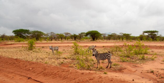 Zebra debout près de la route dans la savane