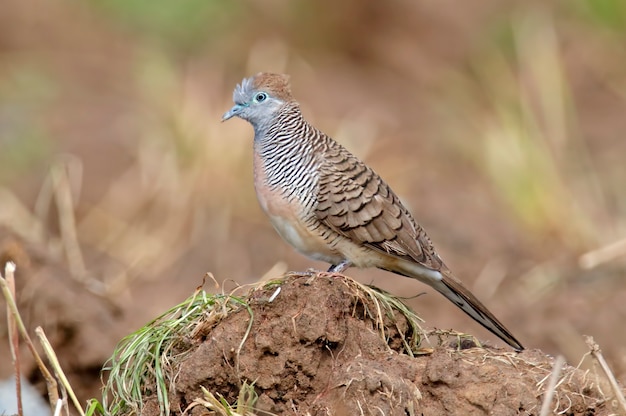 Photo zebra dove geopelia striata beaux oiseaux de thaïlande