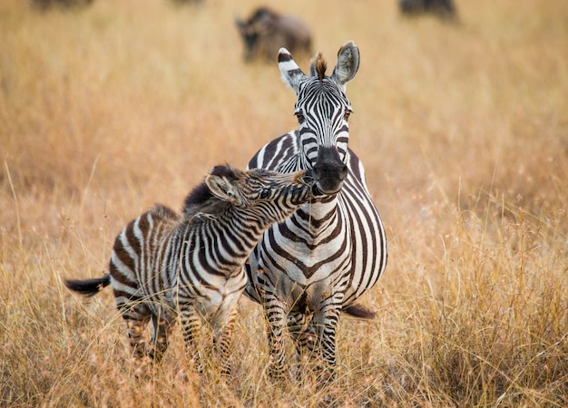 Zèbre avec un bébé. Kenya. Tanzanie. Parc national. Serengeti. Maasai Mara.