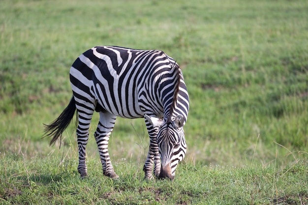 Un zèbre broute dans le paysage verdoyant d'une savane