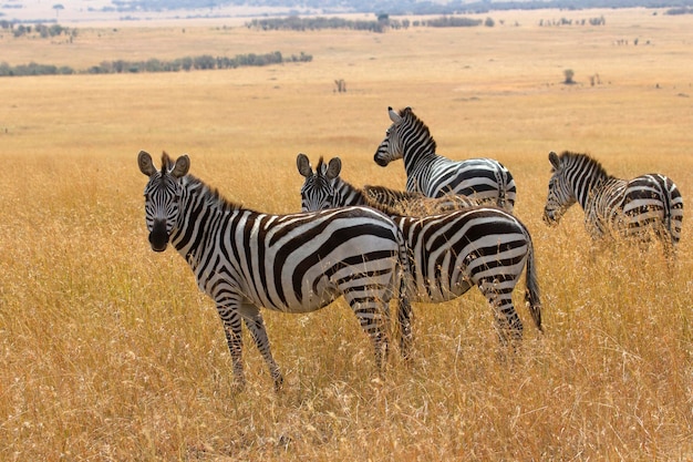 zèbre commun dans les prairies de la savane africaine avec la dernière lumière du jour