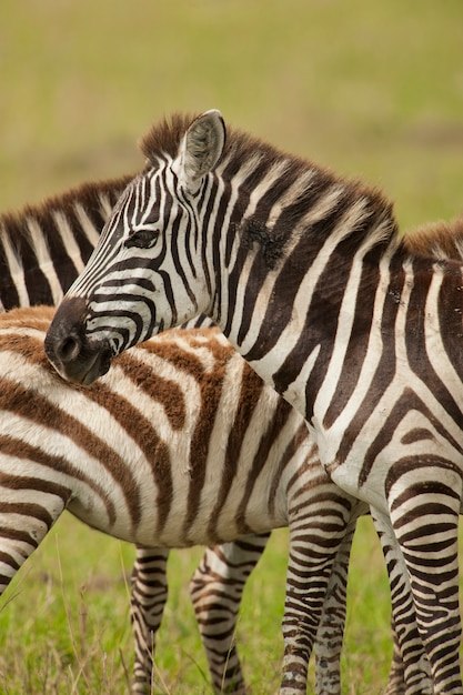 Zèbre dans le Masai Mara