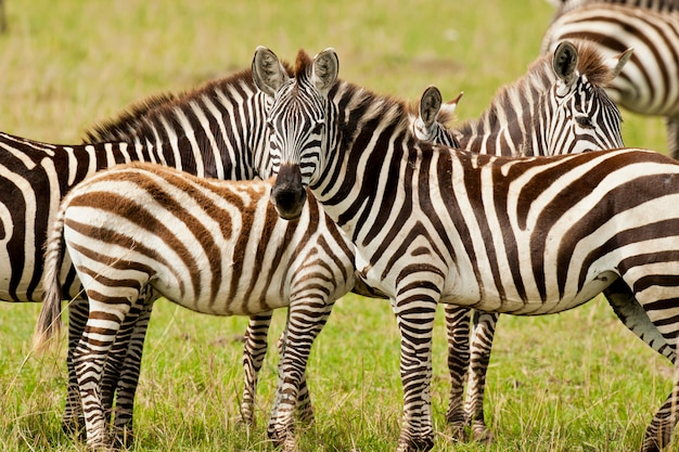 Zèbre dans le Masai Mara