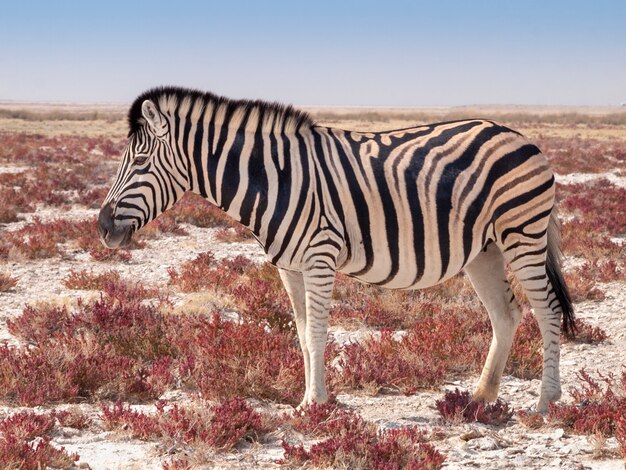 Zèbre dans le parc national d'Etosha en Namibie en Afrique.