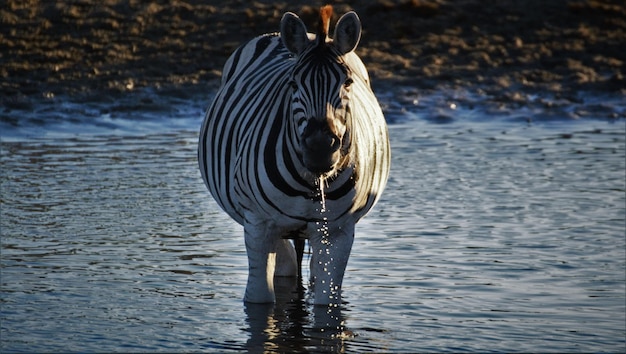 Un zèbre debout dans l'eau
