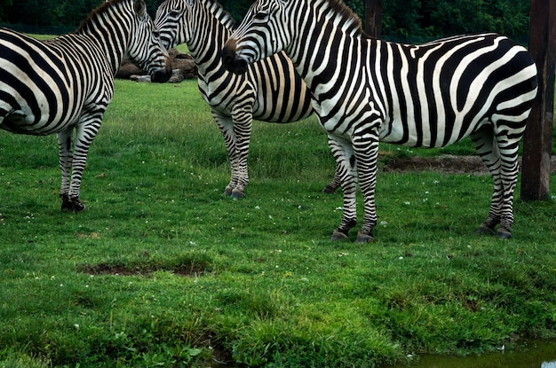 Photo un zèbre debout dans l'herbe