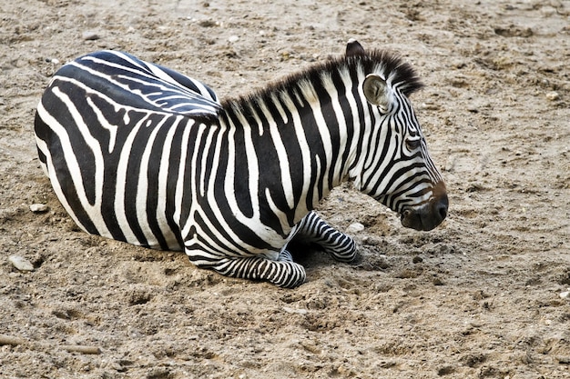 Photo zèbre ou equus quagga au repos