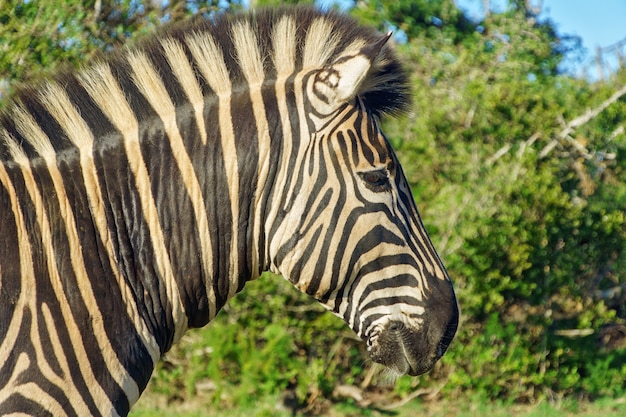 Zèbre à l'état sauvage