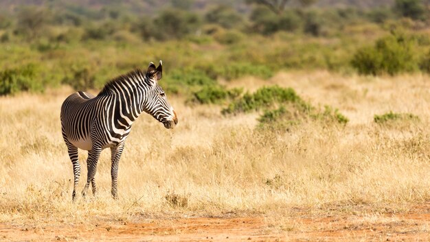 Le zèbre de Grévy paît dans la campagne de Samburu au Kenya