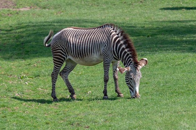 Le zèbre de Grévy se nourrissant d'Equus grevyi