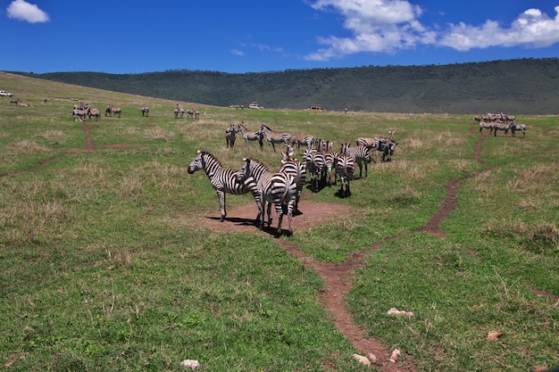 Zèbre lors d'un safari au Kenya et en Tanzanie, en Afrique