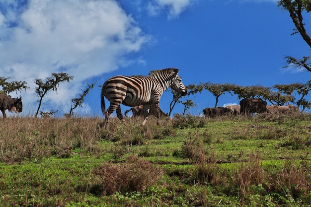 Zèbre lors d'un safari au Kenya et en Tanzanie, en Afrique